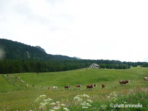 le plateau des Glières se situe à 1800 mètres d'altitude