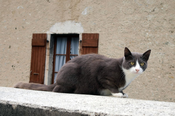chat savoyard le chat sur une murette proche de l'église