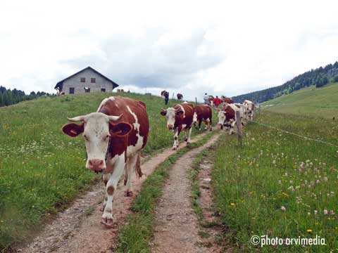 c'est l'heure de la traite des vaches