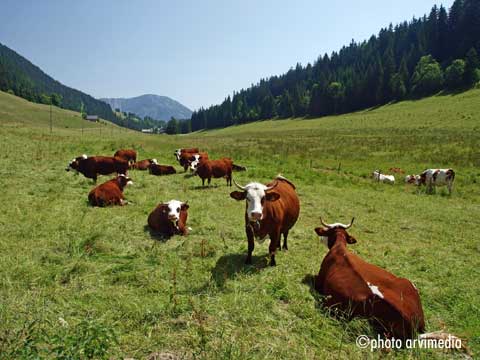 moment de repos pour le troupeau